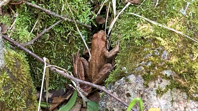 徳舜瞥山、ホロホロ山22