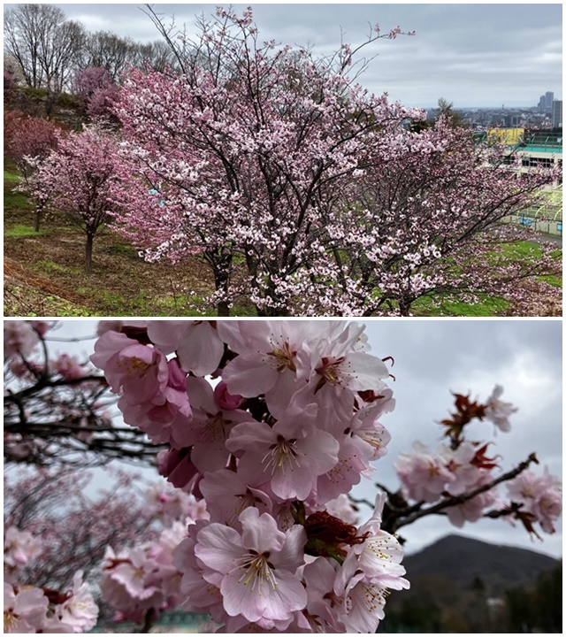 荒井山3