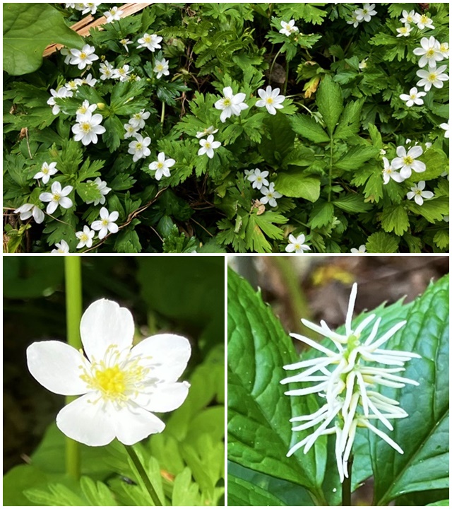 お花1