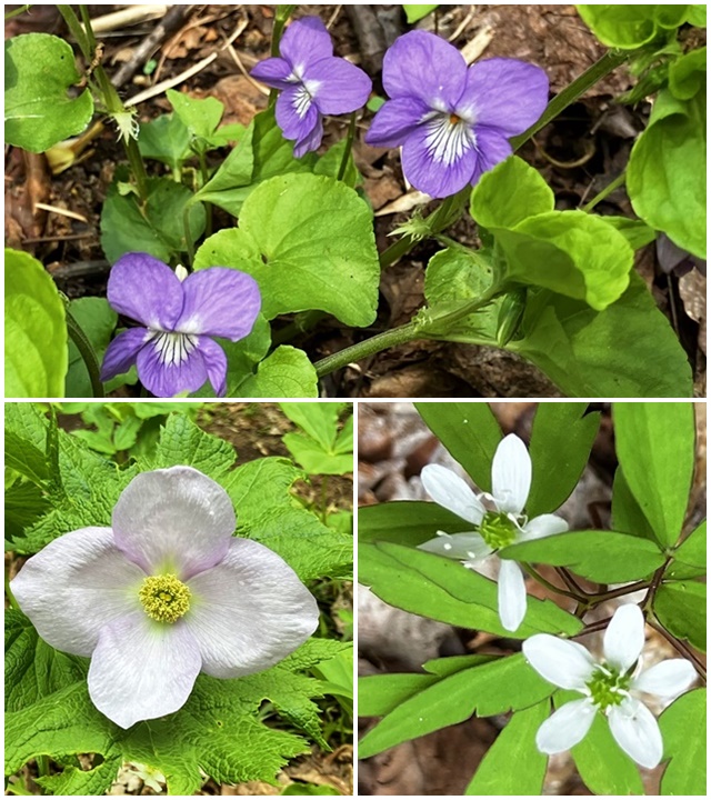 花1