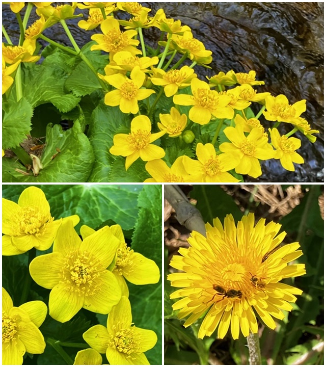 お花2