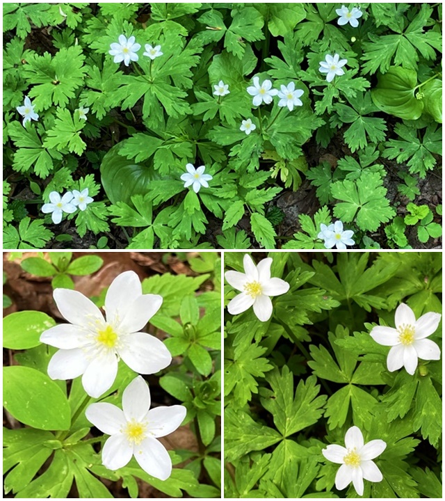 花2