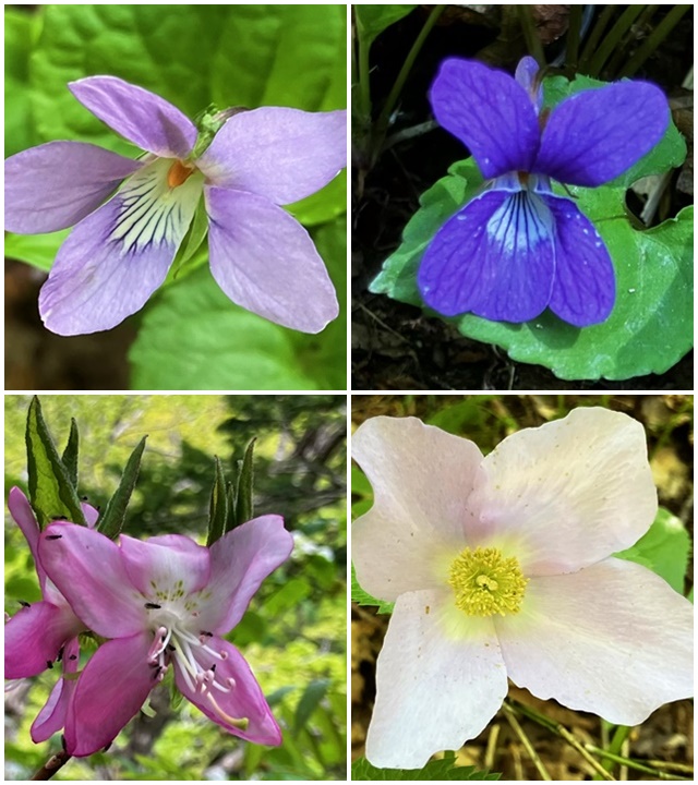 お花3