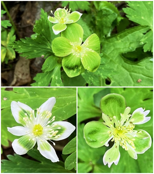 花3