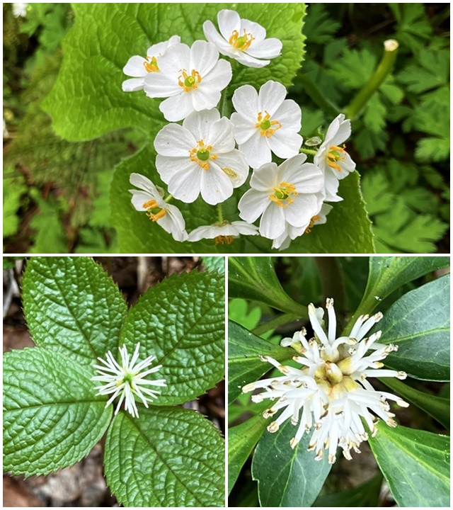 花4