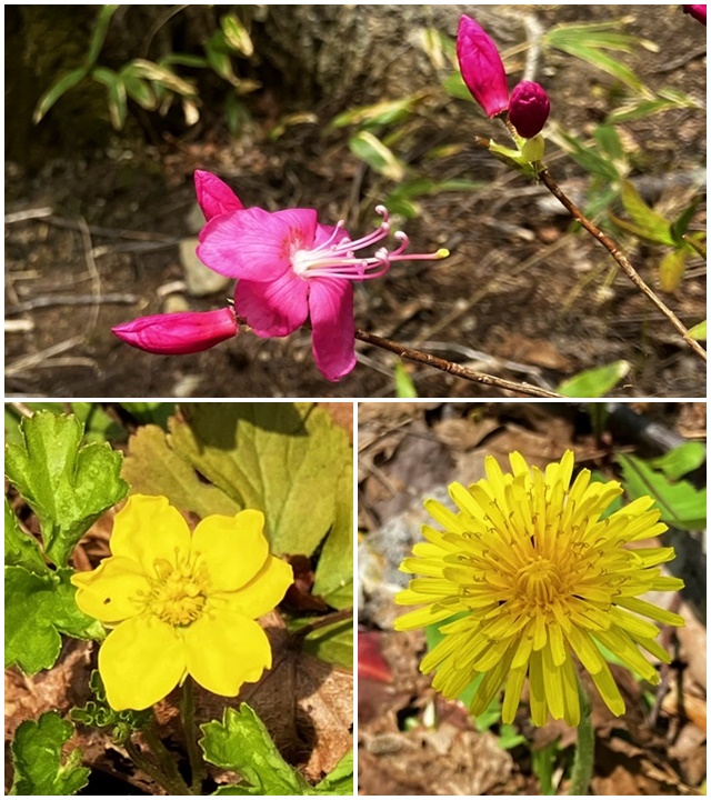 花5