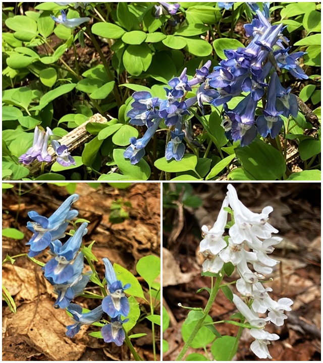 花6