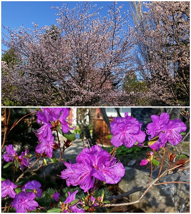 上手稲神社4