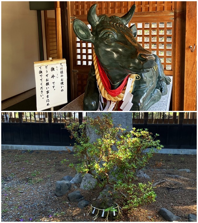 琴似神社7