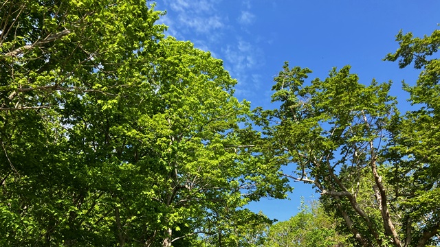 手稲山1