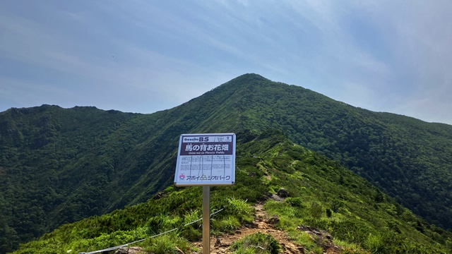 アポイ岳8