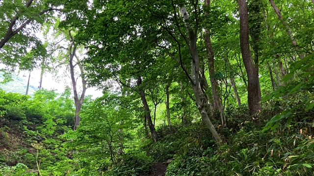 藻岩山2