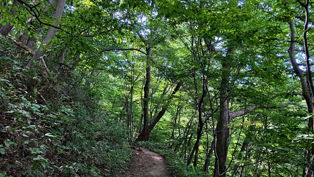 藻岩山2