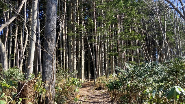 利根別自然公園～萩の山2