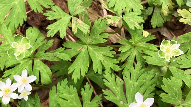 花3