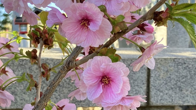発寒神社3