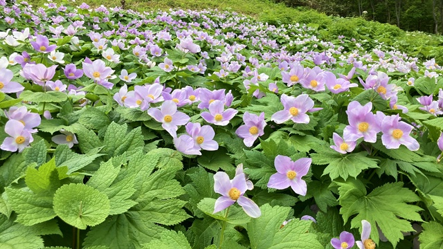 手稲山10