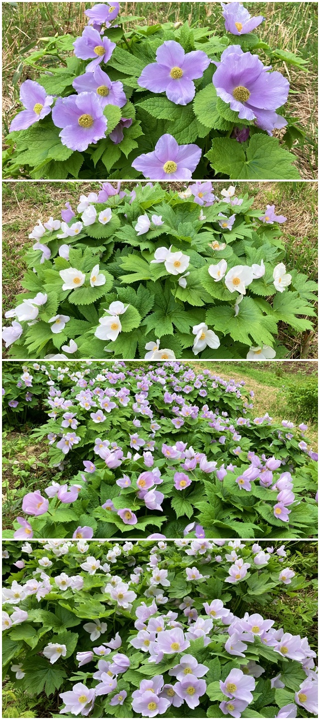 手稲山4