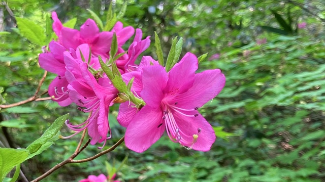 手稲山8