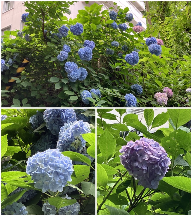 紫陽花