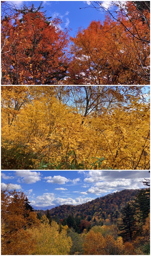 無意根山16